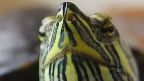 Macro Portrait of Freshwater Turtle Close Up. Stock Footage 335035010
