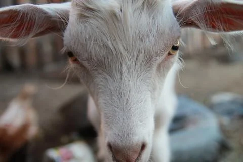 Macro portrait of a goat Stock Photos
