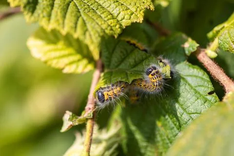 Macro portrait of a group of buff-tip caterpillars sitting and crawling on a  Foto stock
