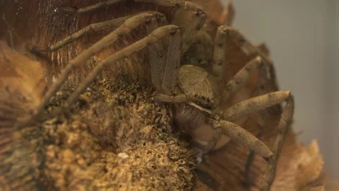 Macro Portrait of Huntsman Spider Resting on Dried Tropical Seed Pod Stock Footage 336037793