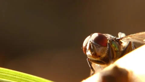 Macro portrait of iridescent green fly on apple with bokeh Stock-Footage 335958574