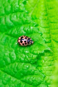 A macro portrait of a orange ladybug or coccinellidae with black spots, wal.. Stock Photos