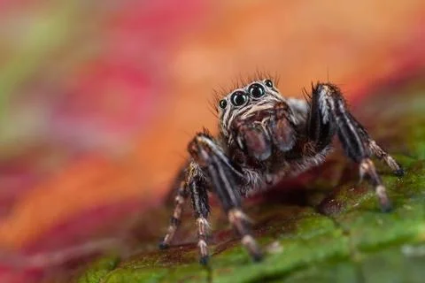 Macro portrait of polish jumping spider Stock Photos