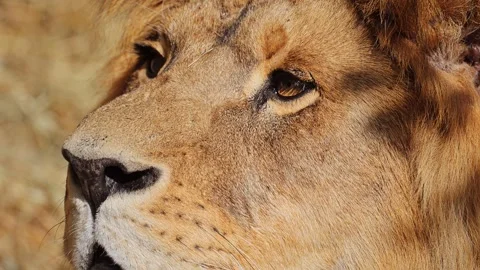 Macro portrait of a powerful lion. 4K Slow motion video. Stock Footage 279893993
