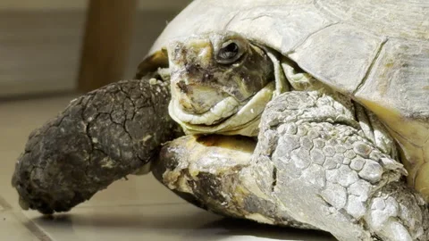 Macro portrait of a resting tortoise 4K Video stock 333661392