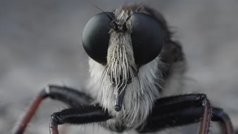 Macro portrait of a robber fly showing textured compound eyes Stock Footage 345994350