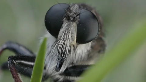 Macro portrait of a robber fly showing sharp compound eyes. Stock Footage 346723015