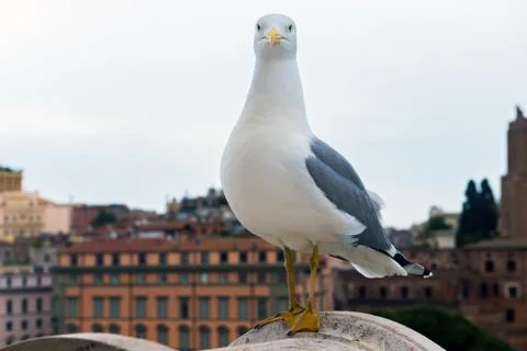 Macro portrait of seagull Фото