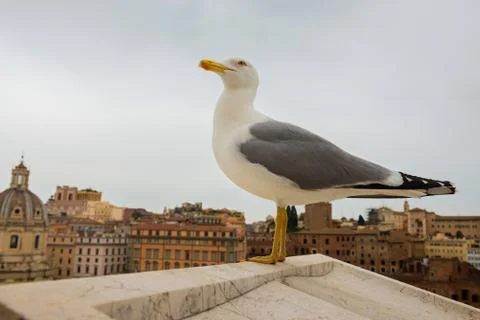 Macro portrait of seagull Stock Photos