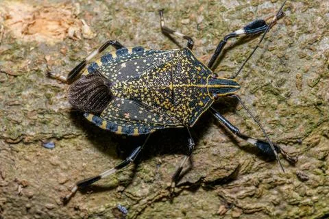 Macro portrait of shield bug with yellow speckled pattern on wood Stock Photos