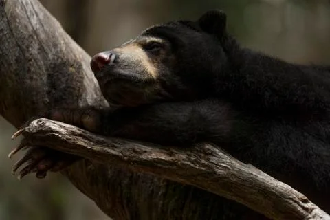 Macro portrait of sleeping sun bear Stock Photos
