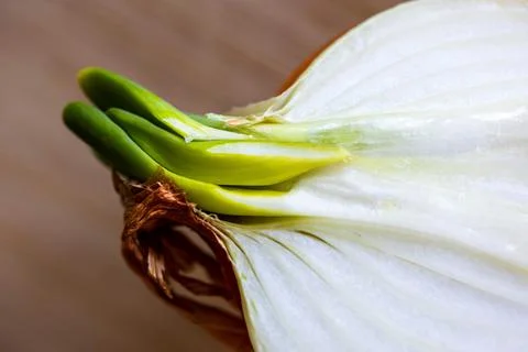 A macro portrait of a sprouting bulb or common onion cut in half. The layers  Stock Photos