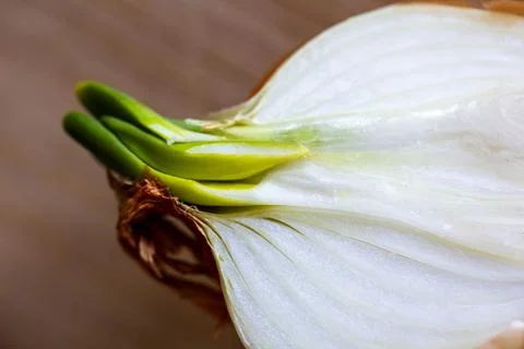 A macro portrait of a sprouting bulb or common onion cut in half. The layers  Stock Photos
