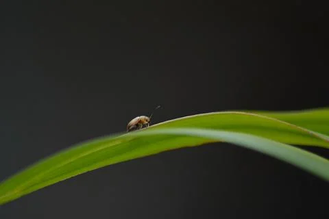 Macro Portrait of Tiny Beetle on Plant Leaf Stock Photos