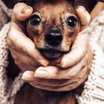 Macro portrait of a tiny puppy head, human and animal connection, emotional a Stock Photos