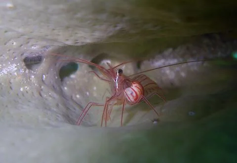 Macro portrait of a translucent peppermint shrimp inside a porous marine sp.. Stock Photos