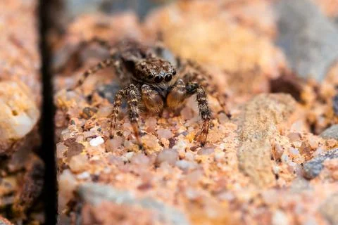 A macro portrait of a very tiny jumping spider, you can see the details in th Stock Photos