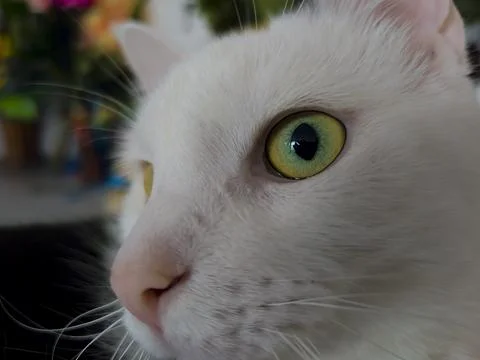 Macro portrait of a white cat with a hypnotic green eye Stock Photos