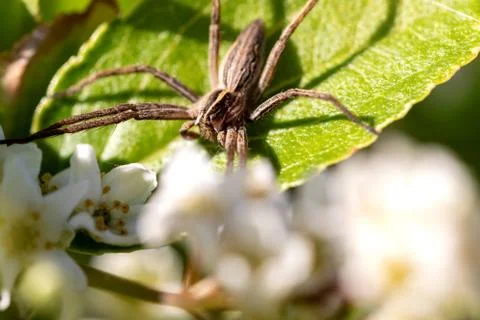 A macro portrait of a wolf spider sitting on a leaf of a bush. The spiders pa Stock Photos