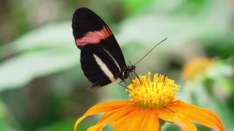 Macro of Postman Butterfly Pollinating a Flower Stock Footage 312224746