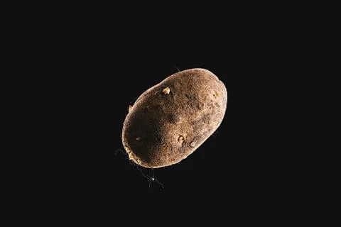 Macro of potato isolated on black background, dark and moody composition Stock Photos