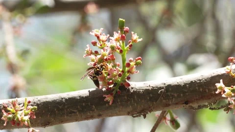 Macro Potter Wasp Visiting Plum Blossom in Slow Motion 4K 動画素材 348119952