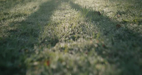 Macro POV: Dog's Perspective Moving Through Dewy Grass at Sunrise Stock Footage 332840270
