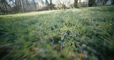 Macro POV: Dog's Perspective Moving Through Dewy Grass at Sunrise Stock Footage 333485671