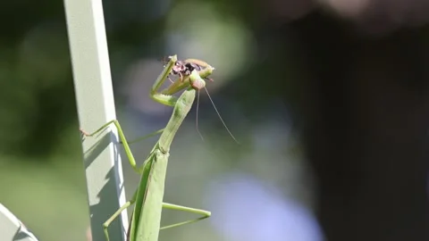 Macro of a Praying Mantis devouring a wasp in nature Stock Footage 226461513