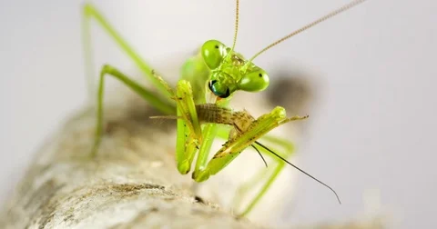 Macro Praying Mantis Eating A Cricket Stockbeeldmateriaal 74803510