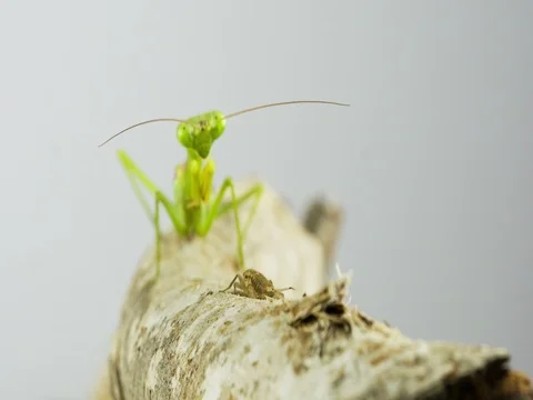 Macro Praying Mantis Eating A Cricket Vídeo Stock 84569651