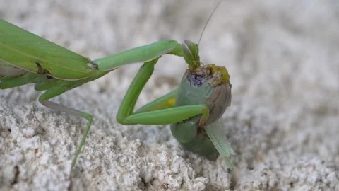 Macro Praying Mantis, female feeds the male after mating, Cannibalism Stock Footage 224777528