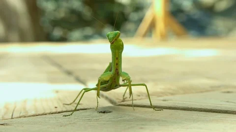 Macro of Praying Mantis Stock Footage 95962588