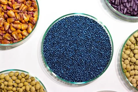 Macro. Processed blue-coated rapeseed seeds in a petri dish in the lab Stock Photos