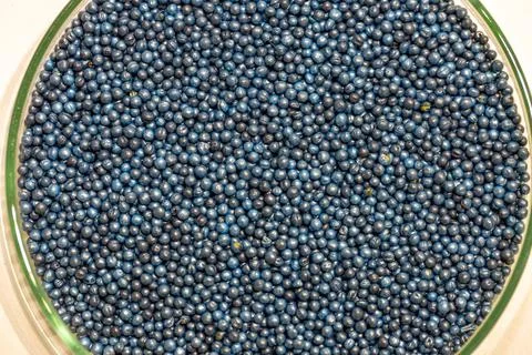 Macro. Processed blue-coated rapeseed seeds in a petri dish in the lab Foto stock