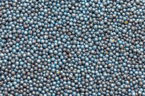 Macro. Processed blue-coated rapeseed seeds in a petri dish in the lab Stock Photos