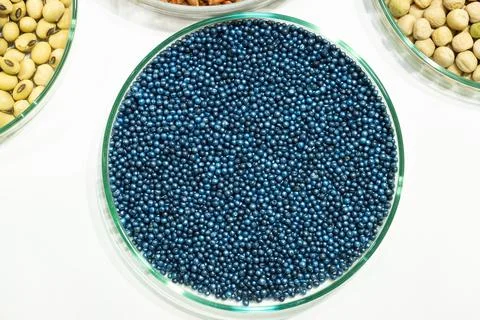Macro. Processed blue-coated rapeseed seeds in a petri dish in the lab Foto stock