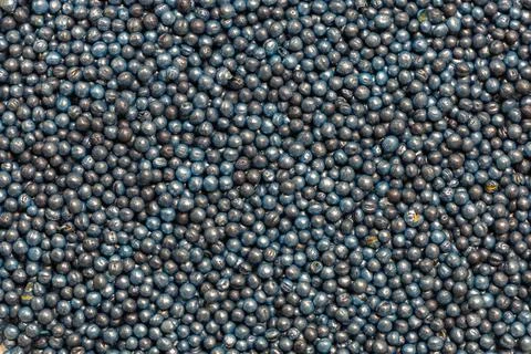 Macro. Processed blue-coated rapeseed seeds in a petri dish in the lab Foto stock