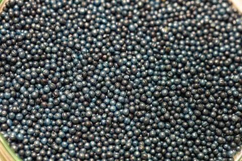 Macro. Processed blue-coated rapeseed seeds in a petri dish in the lab Stock Photos