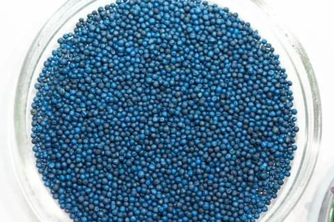 Macro. Processed blue-coated rapeseed seeds in a petri dish in the lab Foto stock