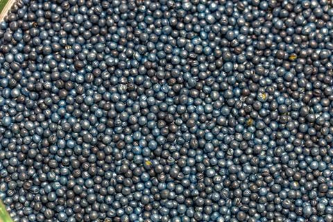 Macro. Processed blue-coated rapeseed seeds in a petri dish in the lab Stock Photos