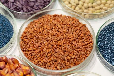 Macro. Processed blue-coated rapeseed seeds in a petri dish in the lab Foto stock