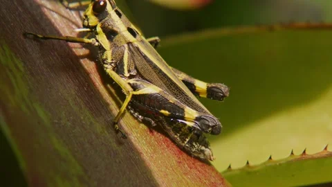 Macro Profile of Black Forest Grasshopper Raising Bright Red Hind Leg Stock Footage 345305951