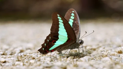 Macro Profile of Common Bluebottle Butterfly Flapping Wings on Ground Stock Footage 346550104