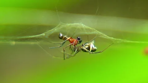 Macro Profile of Dwarf Spiders Mating Under Silk Web Canopy Stock Footage 346550094