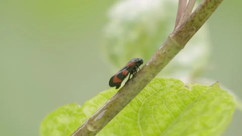 Macro Profile of Red-and-Black Froghopper Stockbeeldmateriaal 334870575