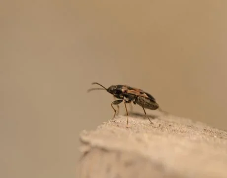 Macro profile of a small dark bug standing on a rough surface against a neu.. Stock Photos