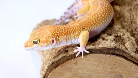 Macro Profile View of a Leopard Gecko Resting on a Log Stock Footage 326292817