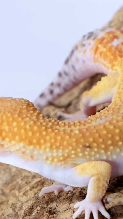 Macro Profile View of a Leopard Gecko Crawling on Wood Stock Footage 327830887