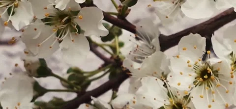 Macro of prunus white flower Stock Footage 171315914